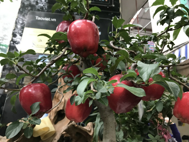 Nhưng mỗi lần bày bán cũng rất “hút khách” vì hình thức bắt mắt, độc lạ, có thể chơi được vài tháng nếu chăm sóc tốt.