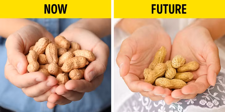 Đậu phộng (lạc): Trên thực tế, lạc là loài thực vật này ưa khí hậu ấm áp, tuy nhiên chúng đòi hỏi lượng mưa từ 500-1000 mm. Đây là lý do tại sao lạc cũng được đưa vào danh sách các loại thực phẩm chịu ảnh hưởng vì thời tiết nóng và khô hạn của hiện tượng nóng lên toàn cầu. 