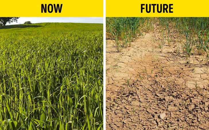 Lúa mì cũng không ngoại lệ trong danh sách thực vật bị ảnh hưởng tiêu cực bởi biến đổi khí hậu. Điều này có nghĩa là bánh mì, bánh ngọt và các loại thực phẩm khác từ bột mì sẽ bị giảm đi. 