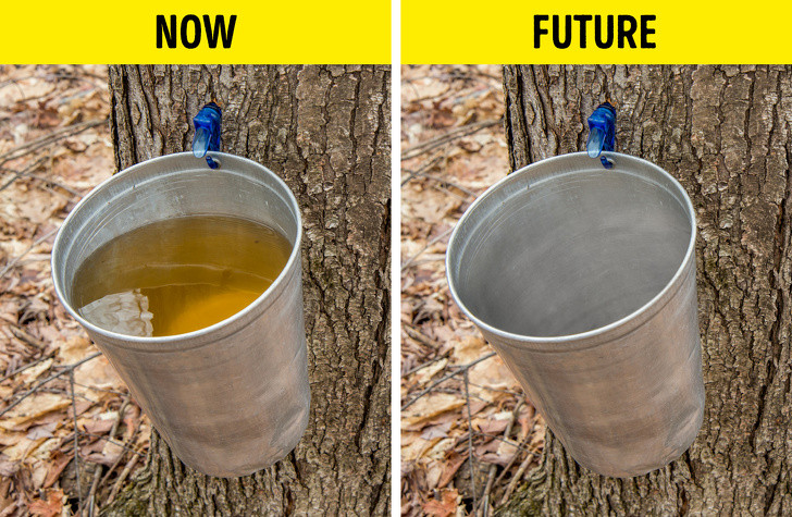 Xi-rô phong: Biến đổi khí hậu tác động tiêu cực đến cây phong đường, loài cây có thể sản xuất xi-rô từ nhựa cây. Biến đổi khí hậu khiến rễ và chồi cây khó phát triển, dẫn đến giảm năng suất. Người ta cũng ước tính rằng môi trường sống thích hợp cho loài cây này sẽ suy giảm đáng kể trong 80 năm tới.