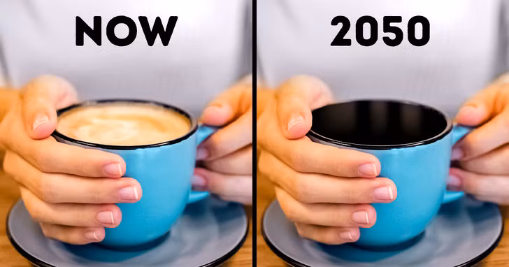 Số lượng cà phê cũng sẽ giảm đi do sự nóng lên toàn cầu. Khoảng 50% diện tích trên thế giới phù hợp cho sản xuất cà phê có nguy cơ bị giảm đáng kể vào năm 2050. Mọi người sẽ phải đối mặt với các vấn đề như giá cà phê tăng cao do thiếu hụt nguồn cung cũng như hương vị cà phê không còn được như trước.