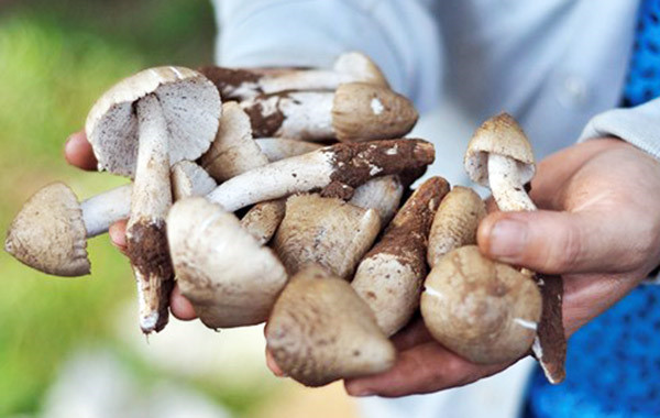 Thời điểm đầu tháng 6 hàng năm, nhiều người lại săn mua nấm mối với giá từ 700.000 đồng - 1 triệu đồng mỗi kg. Tuy có giá cao ngất ngưởng nhưng loại nấm tự nhiên này luôn trong tình trạng "cháy hàng". Ảnh: Zing.