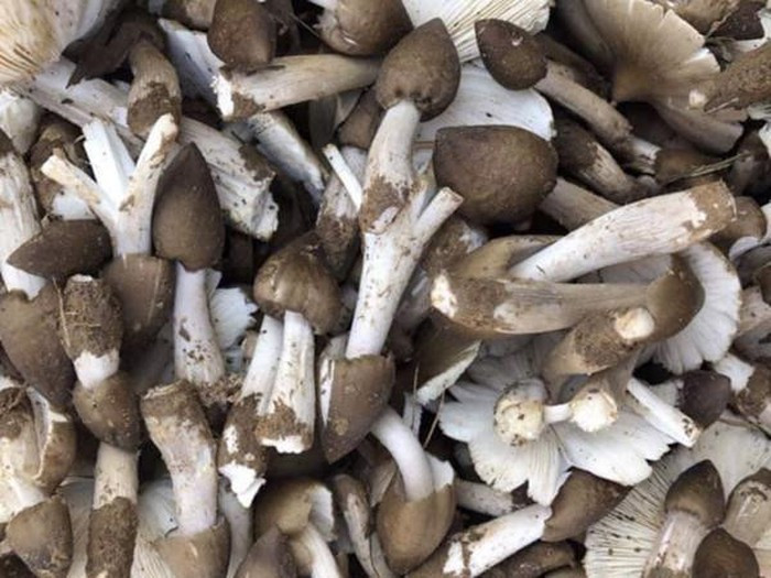 Đây là loại nấm có thành phần dinh dưỡng cao, thơm ngon nên dù giá cao nhưng vẫn được rất nhiều người ưa chuộng. Tuy nhiên đây là loại nấm tự nhiên, không thể nuôi trồng nên nguồn hàng khan hiếm. Ảnh: Dân Việt.