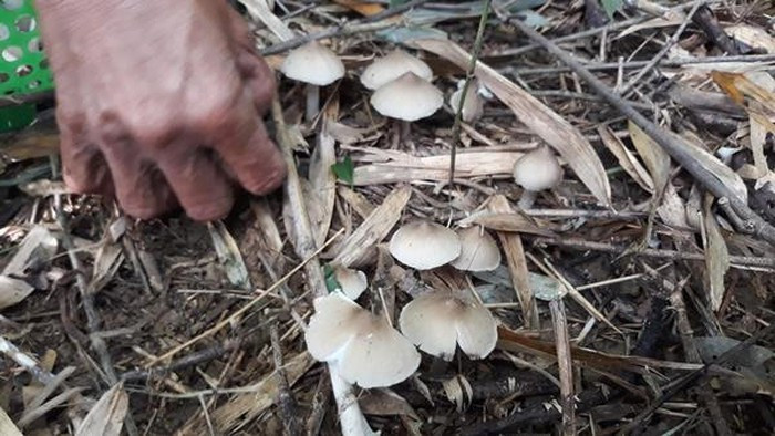 Nấm mối được mệnh danh là đặc sản tự nhiên của vùng Đông Nam Bộ. Cứ vào đầu mùa mưa, người dân ở Đồng Nai lại vào rừng hái nấm mối bán cho thương lái và các nhà hàng. Theo người dân, nấm mối mọc tự nhiên ở các khu vực đất bỏ hoang, bờ bụi. Ảnh: Dân Việt.