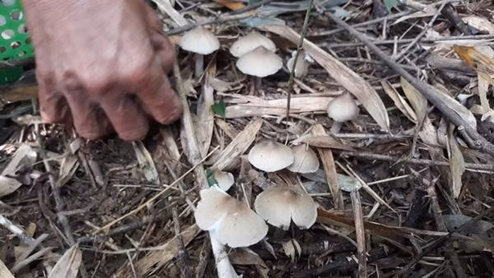 Nấm mối được mệnh danh là đặc sản tự nhiên của vùng Đông Nam Bộ. Cứ vào đầu mùa mưa, người dân ở Đồng Nai lại vào rừng hái nấm mối bán cho thương lái và các nhà hàng. Theo người dân, nấm mối mọc tự nhiên ở các khu vực đất bỏ hoang, bờ bụi. Ảnh: Dân Việt.