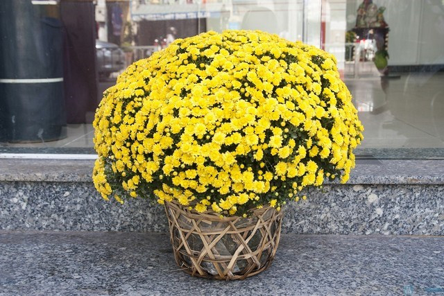 Cúc là loài hoa chơi Tết không chỉ làm đẹp không gian sống mà còn ý nghĩa và tốt cho sức khỏe cho gia đình. Hoa cúc giúp loại bỏ các chất gây ô nhiễm nguy hiểm như formaldehyde, amoniac, benzen và trichloroethylene được thải ra từ nhiều đồ gia dụng thông thường.