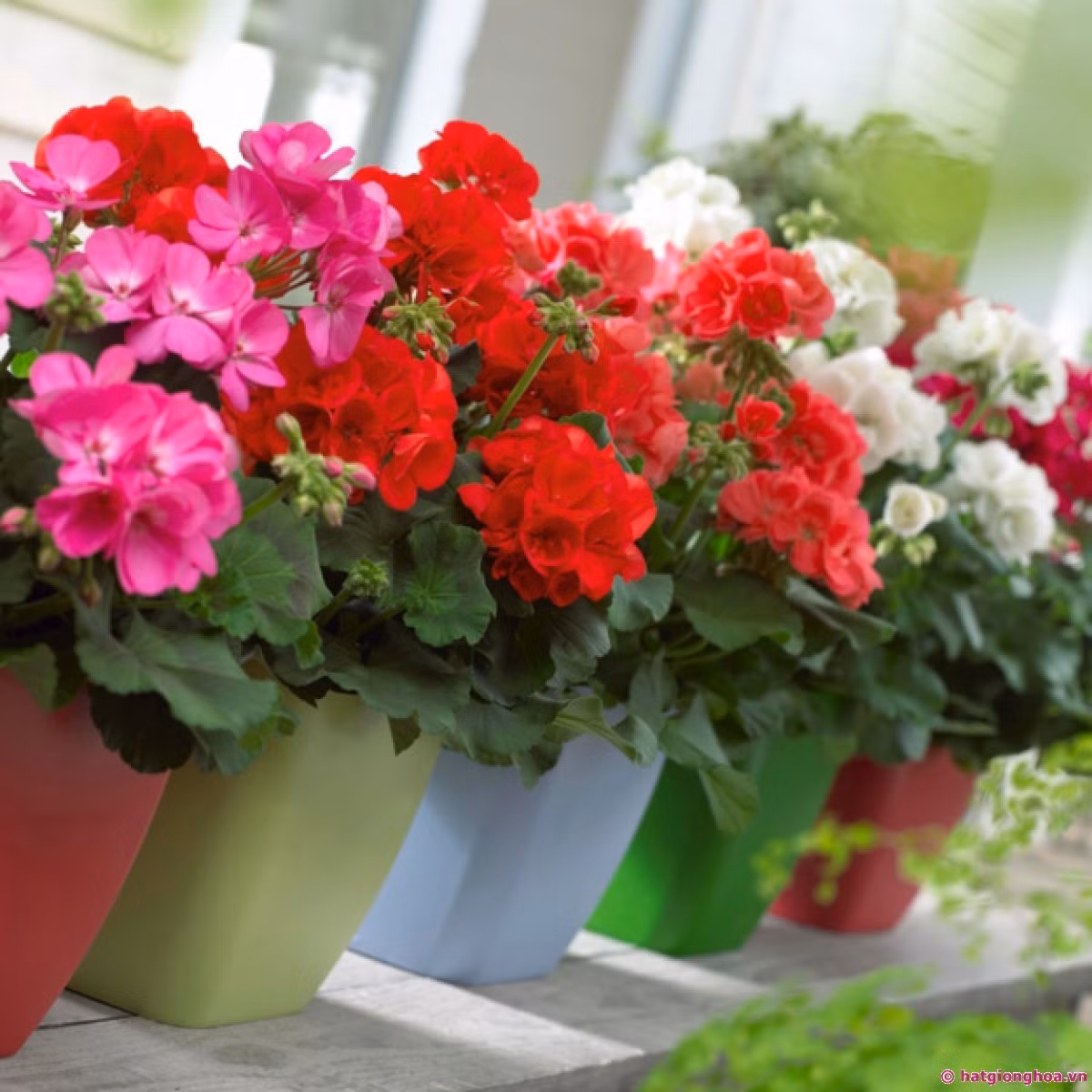 Cây phong lữ có hoa nhiều màu sắc đầy lôi cuốn và hương rất thơm. Mùi hương của cây giúp tăng cường sự tỉnh táo nhạy bén trí não.