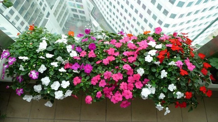 Hoa dừa cạn còn có tên là Hải đằng và trong Đông y hoa dừa cạn có tên là trường xuân hoa, dương giác, bông dừa. Hoa có 3 màu, phớt hồng, phớt tím và màu trắng.