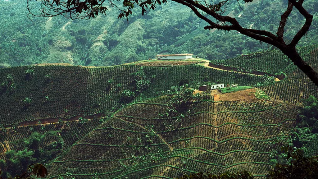 3. Tutendo, Colombia: Làng Tutendo nằm ở Colombia có lượng mưa trung bình mỗi năm chỉ xếp sau Cherrapunji 7 mm. Mỗi năm tại đây có 2 mùa mưa, do vậy đây cũng là khu vực có lượng mưa cao nhất Nam Mỹ. Ngay cả giữa mùa khô, người ta vẫn ghi nhận được 20 ngày mưa mỗi tháng. Với dân số chỉ vỏn vẹn khoảng 1.000 người, những ngôi nhà tại đây luôn phải lợp bằng tấm chống nước để tránh sự ẩm thấp. Ảnh: Nationalgeographic.