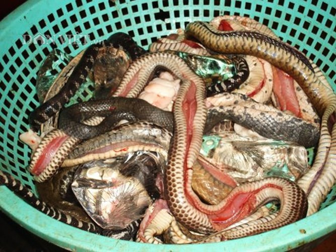 Để làm món ram, người ta bắt những con đẻn đem làm sạch sẽ, lấy hết ruột và huyết đen trên sống lưng, băm thật nhuyễn rồi cho gia vị trộn đều.