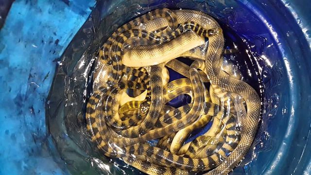 Đẻn biển đặc sản Quảng Bình thực ra là một loài rắn biển có thân nhỏ dài từ 1-2m, có vảy. Đẻn biển gồm rất nhiều loại như: đẻn kim, đẻn cá, đẻn sọc, đẻn bông, đẻn gai.