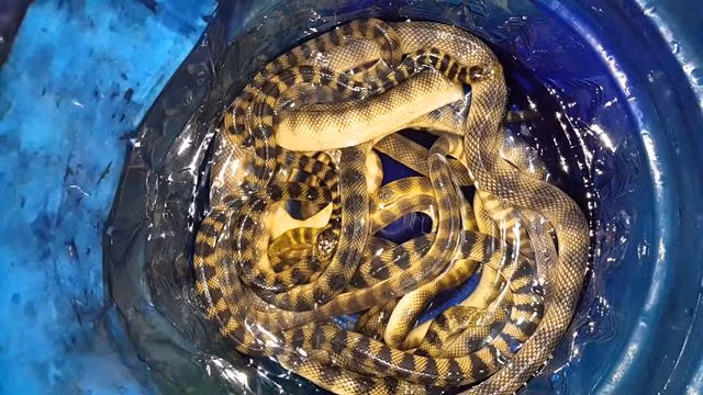 Đẻn biển đặc sản Quảng Bình thực ra là một loài rắn biển có thân nhỏ dài từ 1-2m, có vảy. Đẻn biển gồm rất nhiều loại như: đẻn kim, đẻn cá, đẻn sọc, đẻn bông, đẻn gai.