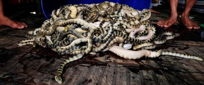 Đẻn biển thường được đánh bắt từ tháng 2 đến tháng 8 nhưng nhiều nhất là từ tháng 5-6 (âm lịch) hàng năm.