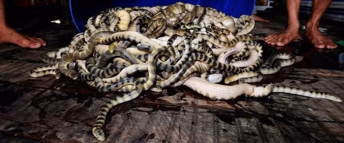 Đẻn biển thường được đánh bắt từ tháng 2 đến tháng 8 nhưng nhiều nhất là từ tháng 5-6 (âm lịch) hàng năm.