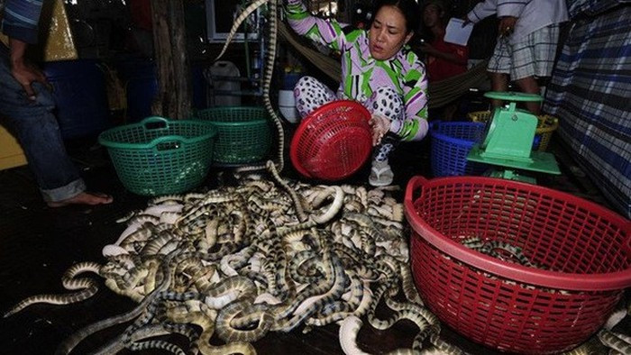 Thịt của đẻn biển chứa nhiều protein và acid amin, rất ngon và bổ dưỡng nên không chỉ được ưa chuộng ở Việt Nam mà còn ở nhiều nước châu Á khác.