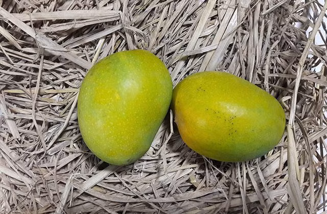 Nguy cơ thiếu máu thấp hơn: Thiếu máu là tình trạng cơ thể bị thiếu tế bào hồng cầu và khả năng vận chuyển oxy của máu bị thiếu do thiếu sắt. Nó có thể gây ra mệt mỏi, đau đầu và chóng mặt, trong số các triệu chứng khác. Xoài có nhiều chất sắt và có thể là một sự bổ sung chế độ ăn uống tuyệt vời cho những người bị thiếu máu, đặc biệt là những người ăn chay.Ảnh: Foodeatsafe.