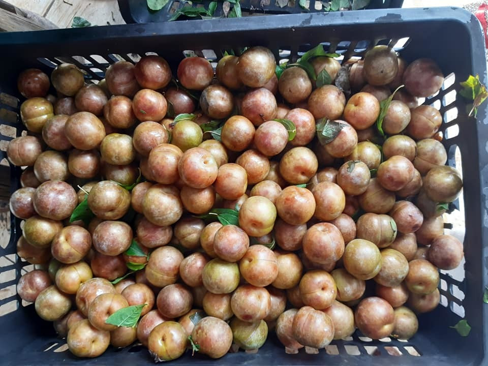 Cu mong mo dac san Sa Pa, dan Viet an het 3.000 tan man Tau-Hinh-4