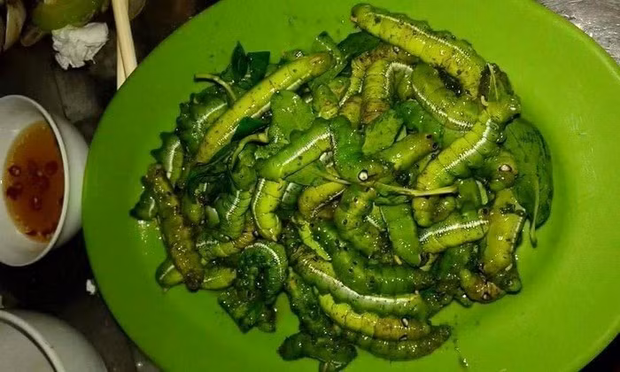 Sâu khoai: Trong số các món nhậu từ sâu, sâu khoai cũng là “mồi nhậu” khoái khẩu của cánh đàn ông. Bề ngoài sâu khoai có thể sẽ khiến bạn “khiếp đảm” vì nó vừa to vừa mềm nhũn, lại xanh nhũn.