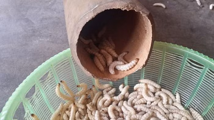 Từ sâu tre, có thể làm món xào, chiên, băm chả… thậm chí cả nấu canh. Vị béo của sâu lẫn trong gia vị, cách tẩm ướp đặc biệt của người dân tại A Lưới khiến sâu tre càng thêm thơm ngon, hấp dẫn.