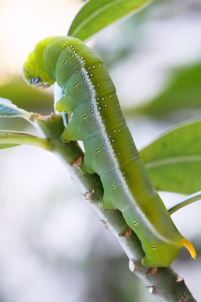 Sâu khoai cũng được chế biến thành nhiều món ăn, với những người thích cảm giác mạnh thì có thể ăn sống.