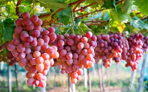 Nho: Vỏ nho, đặc biệt là vỏ nho đỏ giàu polypenol giúp duy trì tình trạng tốt nhất cho hệ thống tim mạch. Ảnh: Internet.