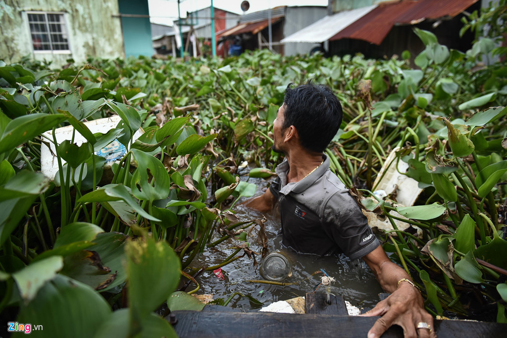 Đường vào khu dân cư ở khu phố 3, thị trấn Dương Đông không chỉ chìm sâu trong nước mà còn ngập bèo, khiến việc di tản đồ đạc của người dân thêm khó khăn.