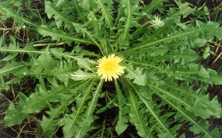 Lá bồ công anh: Có chứa flavonoid - chất chống oxy hóa làm sạch thận và thanh lọc máu, lá bồ công anh là "liều thuốc bảo dưỡng" thận.