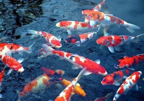 Ca Koi tha o song To Lich se ra sao?