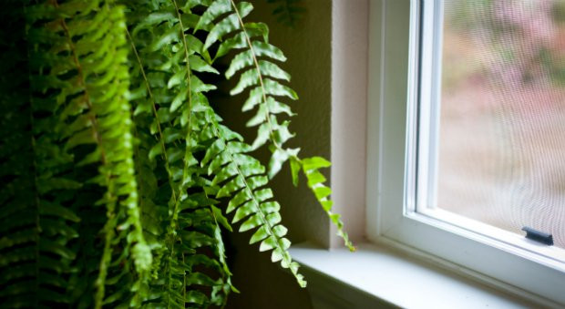 Đặt thêm những chậu cây xanh trong phòng ngủ, hoặc thiết kế một giàn cây dây leo ngoài ban công sẽ có tác dụng rất lớn giúp làm mát phòng ngủ, giảm nhiệt độ trong nhà. Cây xanh còn có tác dụng ngăn bụi và lọc không khí, giúp bạn cảm thấy dễ chịu hơn trong những ngày nóng bức.