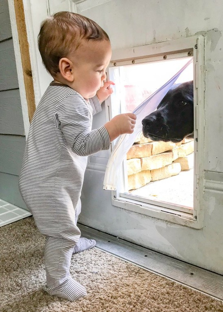 "Bạn thân" mở cửa cho chó cưng vào nhà.