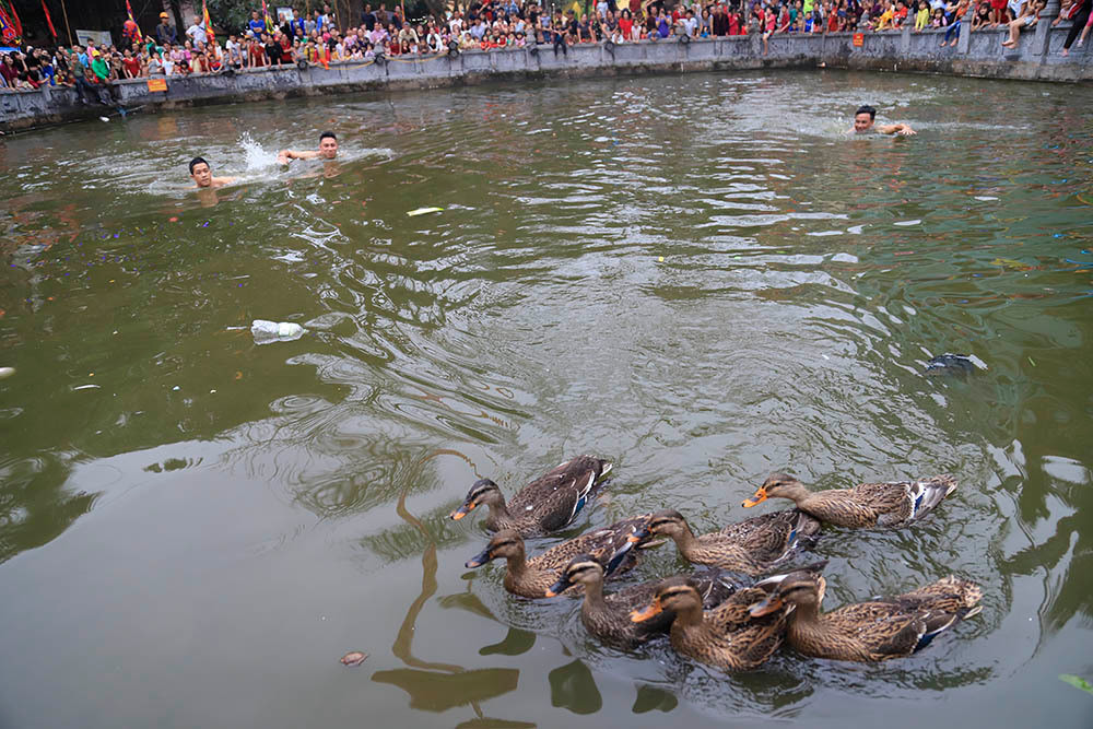 10 con vịt được ban tổ chức thả xuống chiếc ao trước cửa đình, bất kỳ người dân và du khách nào cũng có thể tham gia bắt.