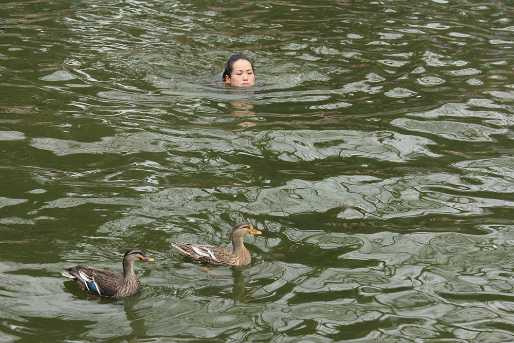 Do sức khỏe có hạn, vịt bơi và bay quá nhanh nên cô đã phải bỏ cuộc chỉ sau ít phút.