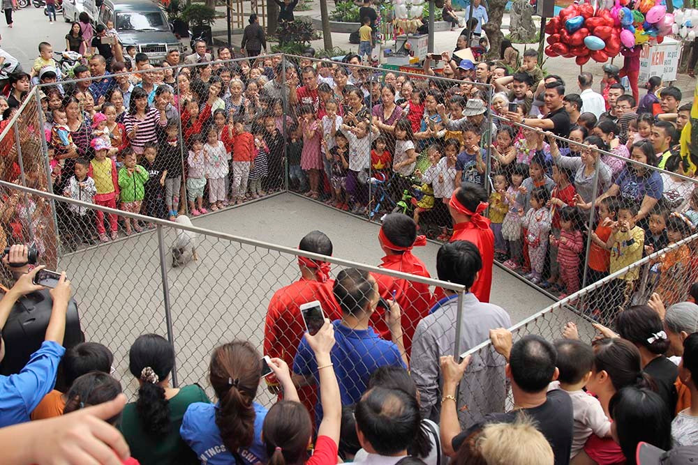 Ngoài phần bắt vịt, hội làng Vạn Phúc còn tổ chức cho khách chơi bịt mắt bắt lợn. Có 4 chú heo rừng được mua về đây làm trò mua vui.