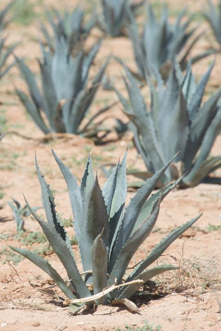 Mexico: Tuyệt chiêu làm đẹp của phụ nữ Mexico là lấy mật từ cây thùa (Agave) trộn với bột yến mạch hoặc gạo nấu chín để tạo nên thứ hỗn hợp tẩy da chết. Người Mexico tin rằng dưỡng chất có trong cây thùa giúp chống lão hóa hiệu quả cũng như chữa lành vết thương.
