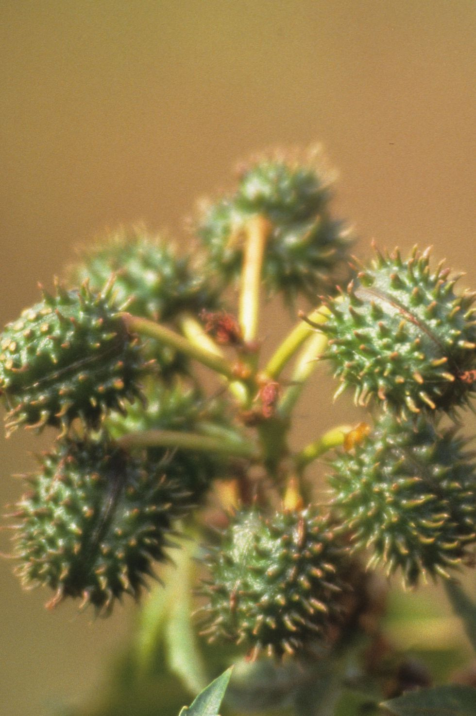 Haiti: Dầu từ cây thầu dầu đen có đầy tại Haiti nổi tiếng chứa nhiều omega và axit béo có tác dụng dưỡng ẩm và kích thích mọc tóc. Ngày nay, người ta cũng tìm thấy các thành phần của thầu dầu đen trong nhiều loại dầu gội và dầu xả tại Mỹ.