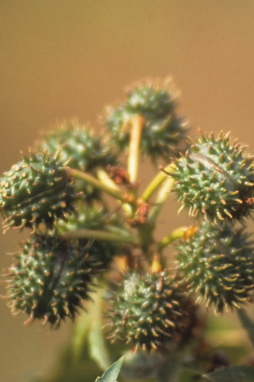 Haiti: Dầu từ cây thầu dầu đen có đầy tại Haiti nổi tiếng chứa nhiều omega và axit béo có tác dụng dưỡng ẩm và kích thích mọc tóc. Ngày nay, người ta cũng tìm thấy các thành phần của thầu dầu đen trong nhiều loại dầu gội và dầu xả tại Mỹ.