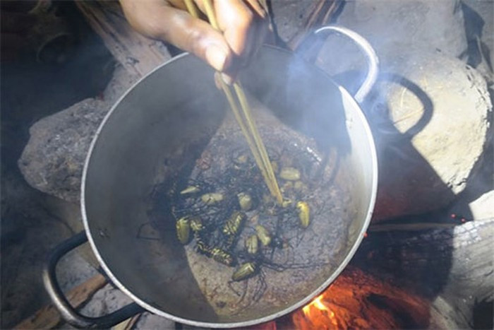 Loài nhện này thường xuất hiện trong mùa mưa từ tháng 5 đến cuối tháng 7, đầu tháng 8. Những người sành nghề thường dùng một nhánh tre khô chặn phía trên lưới tơ ụp xuống để chặn bắt bằng tay không.