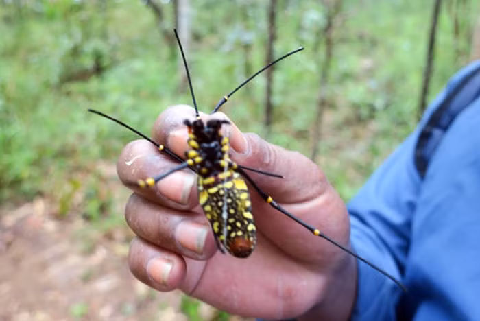 Nhện đen sọc vàng có 6 chân; thân màu đen có những sọc vàng dọc trên lưng và các đốm màu vàng dưới bụng. Con đực có pha chút màu phấn, nên các sọc vàng nhạt hơn, không nổi bật bằng con cái.