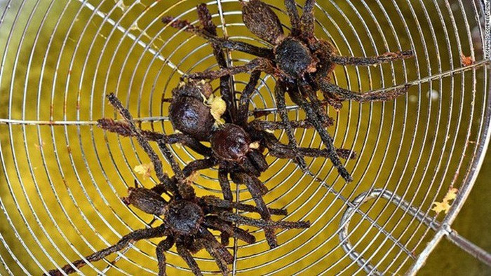 Không riêng ở Bình Thuận, nhện chiên còn là món khoái khẩu của người dân Campuchia. Từ xưa, người Khơ-me-đỏ đã bắt đầu khoái khẩu món nhện và côn trùng vì họ luôn ở trong tình trạng thiếu thốn lương thực trầm trọng. Dần dần, đây trở thành một món đặc sản được bán rất nhiều tại các khu chợ của Campuchia. Ảnh: Internet.