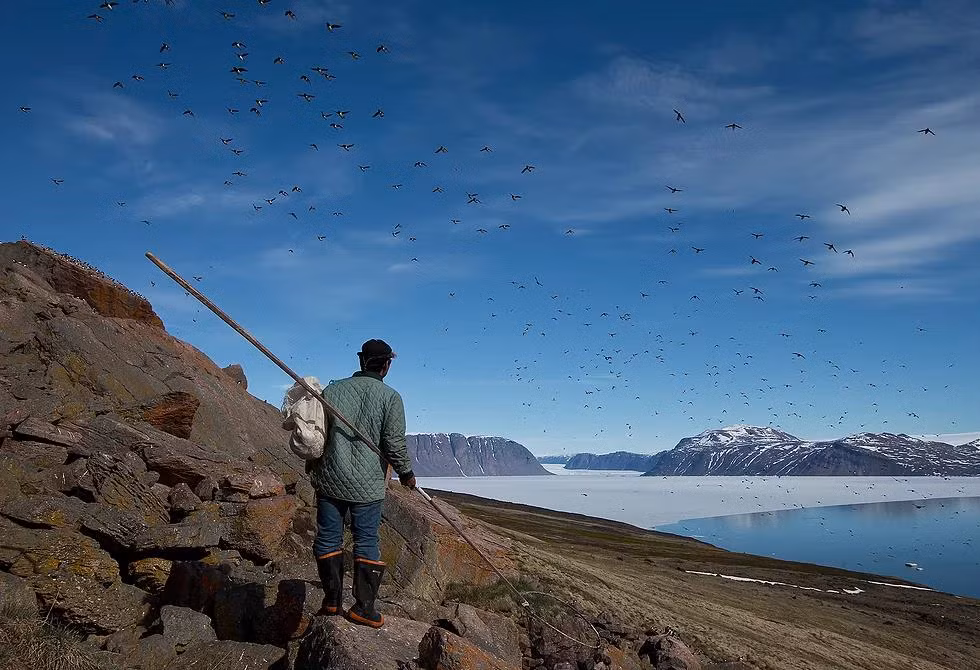 Vào mùa sinh sản, chim auk ở Thule ước tính có từ 30-60 triệu cặp. Điều kiện môi trường tự nhiên thích hợp, nguồn thức ăn dồi dào đã giúp loài chim biển này đạt số lượng nhiều nhất ở Bắc Đại Tây Dương. Tuy nhiên, chim auk chỉ lưu lại Thule trong mùa hè để sinh sản. Sau đó, loài chim đến vào tháng 5 sẽ rời đi khi tháng 9 tới. Khoảng thời gian này, vùng đất phía bắc Greenland trở nên sống động bởi đàn chim bay kín bầu trời.