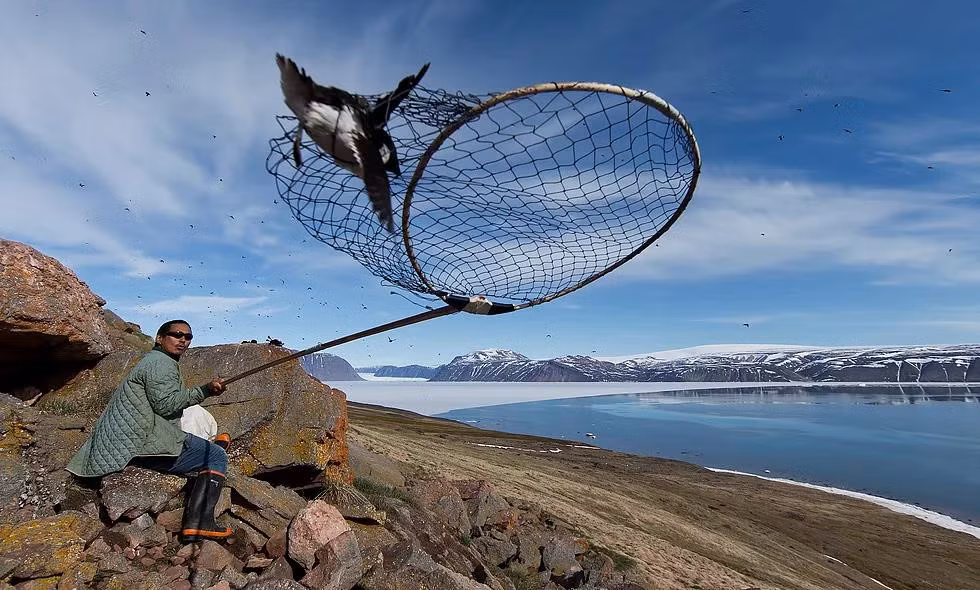 Loài chim nhỏ có khối lượng 150 gram rất quan trọng đối với sự sống trong môi trường khắc nghiệt của người dân Thule. Việc săn bắn chim auk cho đến nay vẫn đóng vai trò nhất định ở vùng đất này. Trong khi hầu hết hình thức săn bắn khác ở Greenland được thực hiện bởi thợ săn nam, thu hoạch chim bằng vợt lưới lại là hoạt động bất cứ ai cũng có thể tham gia.