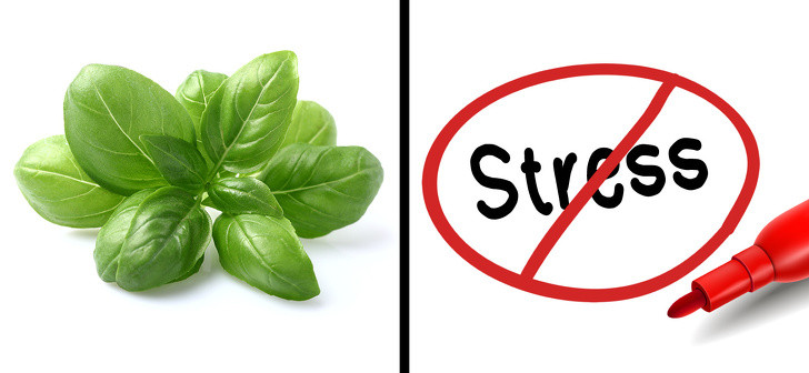 Húng quế chứa rất nhiều chất chống oxy hóa, giúp giải độc cơ thể và giảm tác động có hại của căng thẳng lên cơ thể. Ngoài ra, thực phẩm này có tác dụng chống viêm, giảm đau, hạ sốt, điều trị miễn dịch và lợi tiểu. Ảnh: BS.