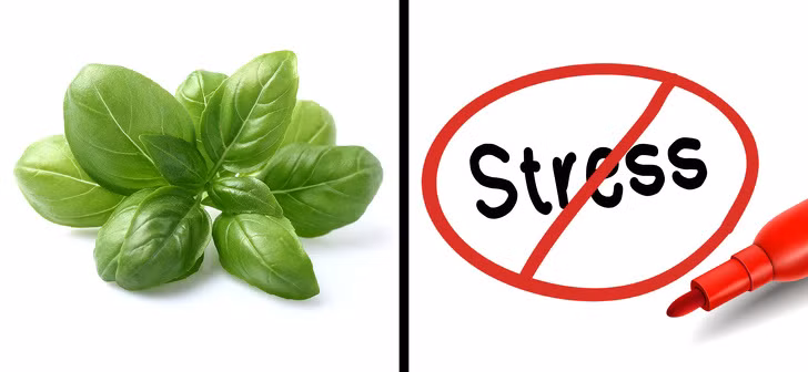 Húng quế chứa rất nhiều chất chống oxy hóa, giúp giải độc cơ thể và giảm tác động có hại của căng thẳng lên cơ thể. Ngoài ra, thực phẩm này có tác dụng chống viêm, giảm đau, hạ sốt, điều trị miễn dịch và lợi tiểu. Ảnh: BS.