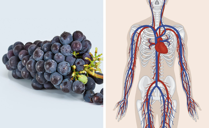 Nho: Trong một nghiên cứu kéo dài 16 tuần, 38 người dùng 20 gram chiết xuất nho mỗi ngày có lượng đường trong máu thấp hơn. Nho chứa canxi, magiê, kali và phốt pho - những yếu tố cần thiết để có xương khỏe mạnh.