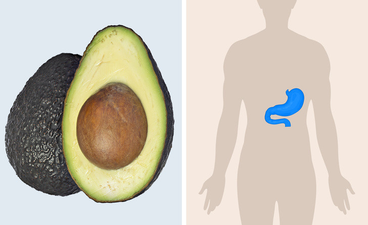 Quả bơ: Các nghiên cứu về chế độ ăn kiêng dựa trên thực phẩm giàu kiềm này cho thấy mức cholesterol chung giảm 8.2%. Bên cạnh đó, bơ giúp trung hòa các axit trong dạ dày của chúng ta và cải thiện quá trình tiêu hóa các chất dinh dưỡng từ trái cây và rau quả.