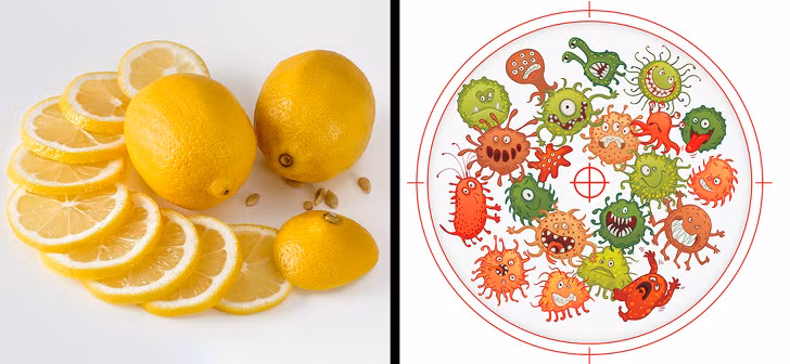 Chanh ngăn ngừa sự phát triển của ung thư, giảm nguy cơ đột quỵ, loại bỏ độc tố cơ thể, ngừa thiếu vitamin, các vấn đề về đường tiêu hóa, các vấn đề về chuyển hóa khoáng chất, xơ vữa động mạch và tăng huyết áp. Thời Trung cổ, mọi người thậm chí còn tin rằng loại quả có múi này có khả năng bảo vệ con người khỏi bệnh dịch.