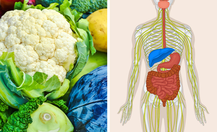 Súp lơ vượt trội hơn tất cả các loại bắp cải khác về số lượng các chất dinh dưỡng tốt cho sức khỏe. Nó chứa các vitamin С và choline làm cho hệ thần kinh mạnh hơn và giúp ngăn ngừa sự tích tụ cholesterol trong gan.