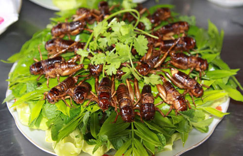 Dế chiên: Có dịp nếu đến Kon Tum bạn đừng quên thưởng thức món đặc sản dế chiên để cảm nhận vị thơm, bùi, đậm đà mà không ngấy.Với đồng bào dân tộc thiểu số Kon Tum, các món ăn chế biến từ dế đã trở nên quen thuộc, rất được ưa thích.