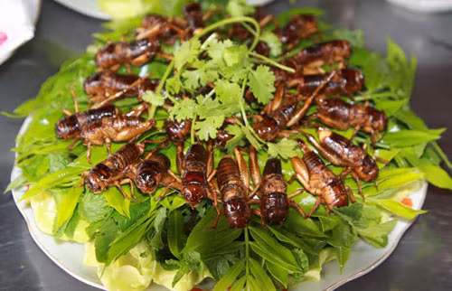 Dế chiên: Có dịp nếu đến Kon Tum bạn đừng quên thưởng thức món đặc sản dế chiên để cảm nhận vị thơm, bùi, đậm đà mà không ngấy.Với đồng bào dân tộc thiểu số Kon Tum, các món ăn chế biến từ dế đã trở nên quen thuộc, rất được ưa thích.