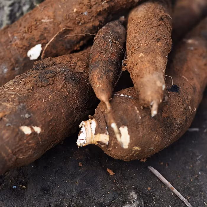 Trong củ sắn có chứa cyanide hoặc glycosides cyanogenic, tuy rằng các độc tố nằm chủ yếu ở lá giúp ngăn chặn các loại côn trùng và động vật nhưng thực chất dưới lớp vỏ sắn cũng có một phần độc tố này.